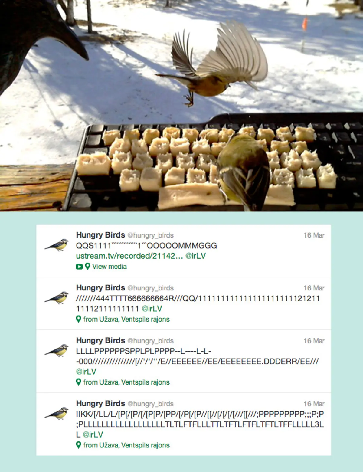 hungry-birds-twitter